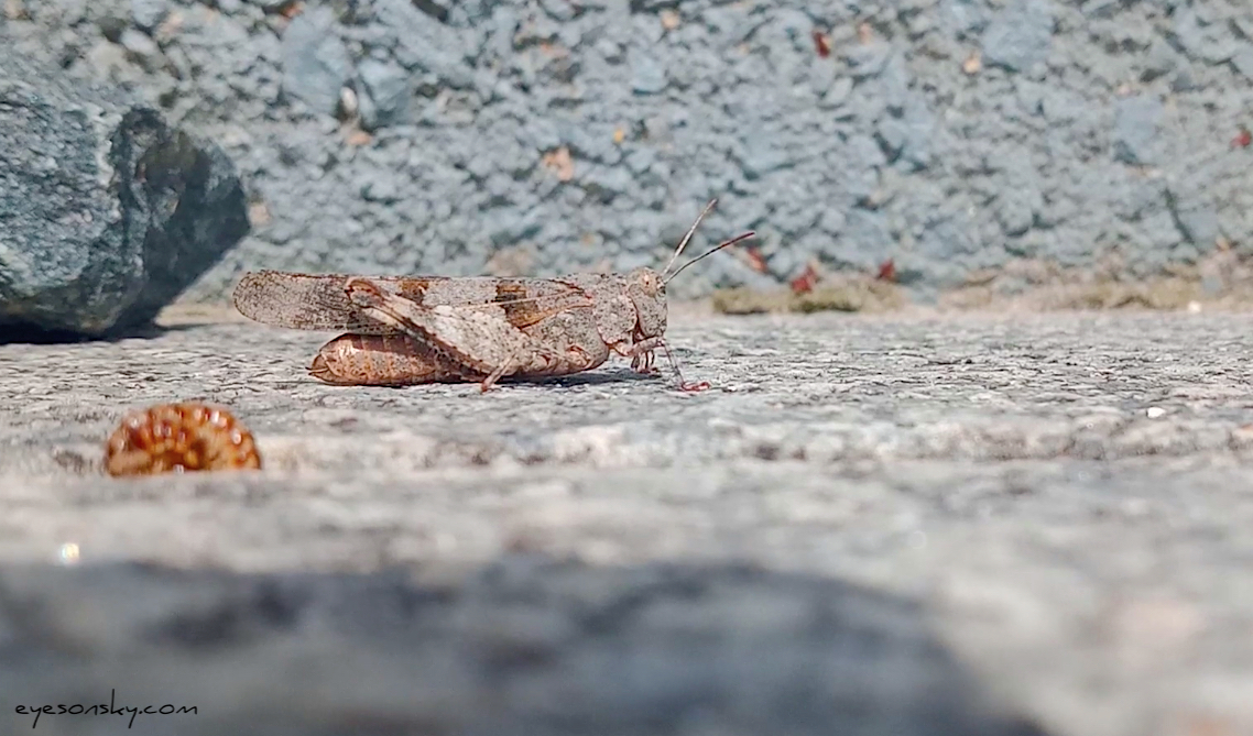 Nature/Insectes/criquet à ailes bleues 2023-08-14.jpg